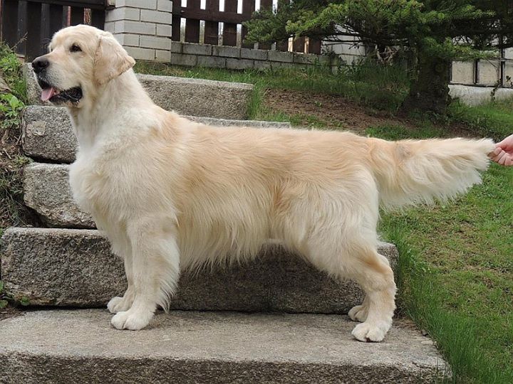 Otec: Watterloo Misantos