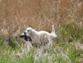 /album/fotogalerie/a13131230-945705972214006-5282444249099263638-o-jpg/